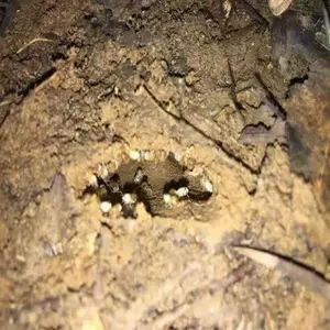 ��ɳ�����Ϲ�˾ �·�����Ԥ�� ���������
