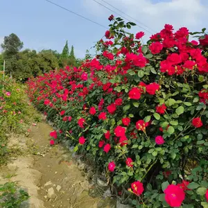 成都藤蔓月季植物基地 月季杯苗 成都月季批发 丰花月季图片 成都大花月季供应商