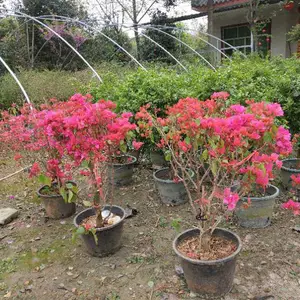 �ϻ�����÷�ı������� �컨����÷����۸� ����÷����