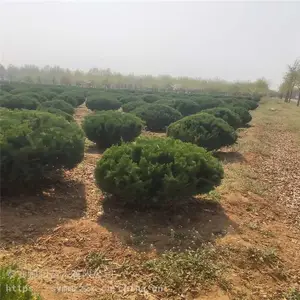 ������ ��ֲ���� ��������ľ���� ˧�����ͷ�������