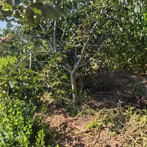 聊城二乔山楂树种植基地批发_山楂树报价_15公分山楂树厂家大量供应_山楂树产地自产自销全国配送