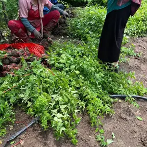 ֣�������ͼƬ�ο����ܳ��깩Ӧ����***