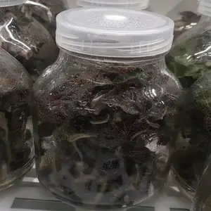 苗源 金钱草苗 中草药 优质金线莲易种植生长 0068