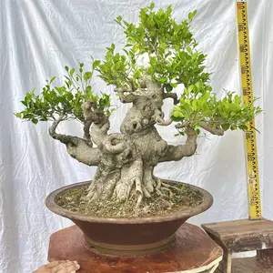 ����СҶ��׮ͷ�����辰���������辰�����ȫ