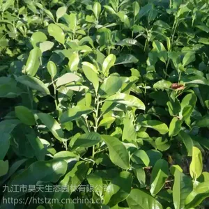高30CM深山含笑营养杯苗木征地清田供应