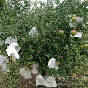 黑石榴苗出售、黑石榴苗哪里的正宗