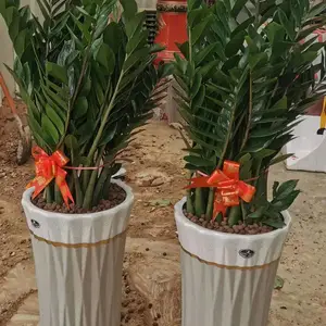 南宁汇成园艺室内绿植租赁 养护 批发各种盆景盆栽