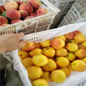 ����������޽���Ʒ������������������������ֲ
