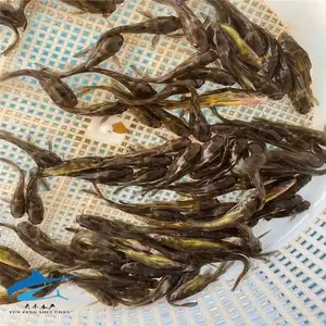 杂食性黄骨水花存活高 塘头出售雄性黄颡鱼苗 黄辣丁鱼苗养殖