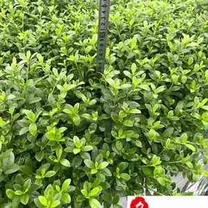 夏鹃哪里便宜 成都夏鹃***格 四川夏鹃苗圃基地 重庆夏鹃工程苗批发