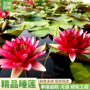 ��ӦƷ��˯���� ��Ʒ˯���� ��Ʒ˯���� ����˯�������Ǯ