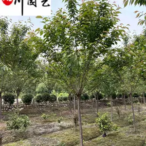 苗圃出售日本晚樱 8-20公分日本晚樱价格报价 工程园林庭院绿化苗木 量大***