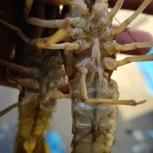 种虾 小龙虾 龙虾苗