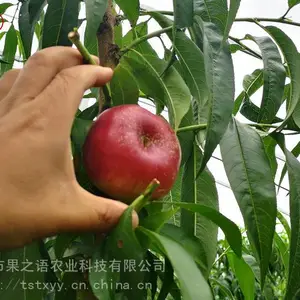 ������۸����36-5���硢36-5������繩Ӧ��