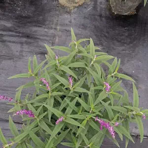 重庆杯苗的鼠尾草基地哦大小规格的都有哦工程苗0.53元