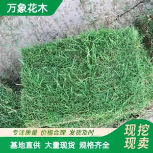 万象花木结缕草坪草皮足球场高尔夫球场地运动场所耐践踏