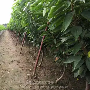 ��԰�ճ���������һ�š�������ӣ��������