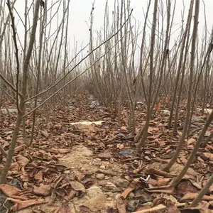������������ӣ����|��ӭ����