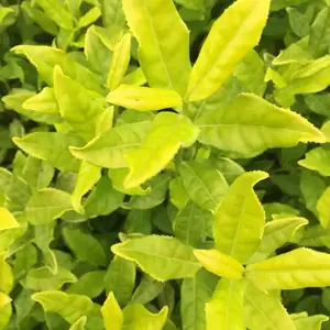 供应茶树苗中黄品种三年苗龄龙井茶黄芽,贡芽茶树苗新品种