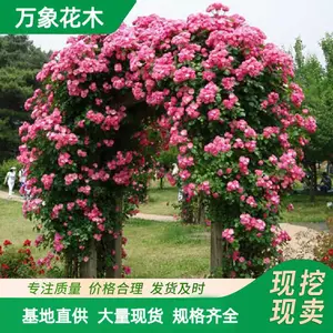 �໨�޴�Ǿޱ �д� ���� �ٱ��¼�������ֲ�� ǽ������ۻ��̻�