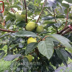 3公分甜柿树苗供应