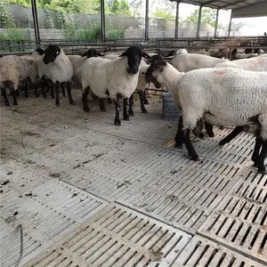 黑山羊羊苗2-3月价格 10斤左右小羊的价格 努比亚黑山羊养殖基地 种羊批发市场 正宗黑山羊多少钱
