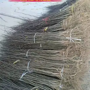云南当年花椒苗亩栽多少棵