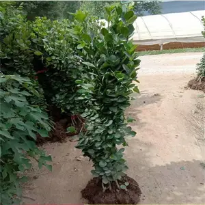 ����������۸��1��-1.5�ױ��������� 2�ױ���������