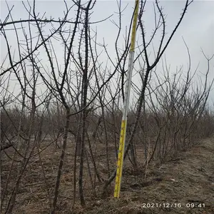 美化缘 抗寒抗冻株型自然高贵清雅 北方干高杏梅苗