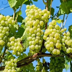 泡叶藻海藻肥，泡叶藻原液微生物菌剂肥料20L