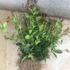 四季桂花 贵州贵阳市政道路绿化工程用的树苗***格 价格实惠