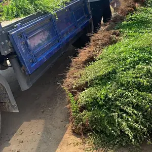 ���������������߶�35����40����45����50���������۸��൱���ˣ������ֻ�