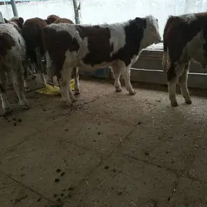 ��10ͷ��ţһ������� ɽ����ţ��۸� ��ţ10ͷ������ɱ� һͷţ������ ��ţ����