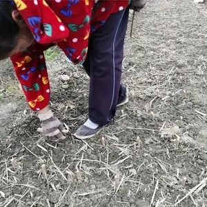 蜂糖李子苗,蜂糖李子苗基地,蜂糖李子苗今日报价