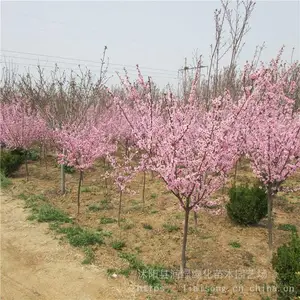 ����÷�۸� ����÷���� ��Ǩ����÷ ɣ������÷