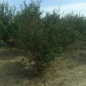 Դ����ľ ��Ӧ������ޱ ��ޱС�� ��ޱ���� СҶ��ޱ �̻���ľ