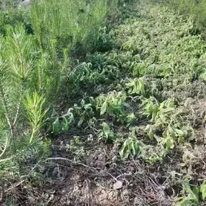 供应铁路除草剂 公路除草剂——绿保靓道 西安除草剂销售