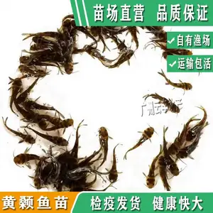 云丰黄颡鱼苗陆空运输 翘嘴鳜鱼苗 鲈鱼苗水花茁壮长大