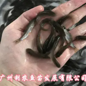 �Ĵ��������������������㽭�����л������������