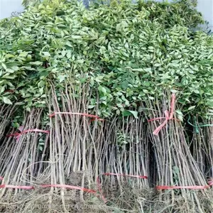 2019大红袍花椒苗价格 大红袍花椒苗报价