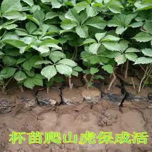 陕西爬山虎 苗圃现挖包成活 园林护坡墙体绿化爬山虎苗木