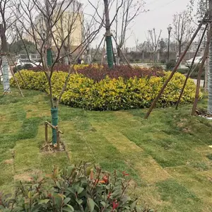剪股颖草坪优惠价格|河南草坪|早熟禾草坪基地