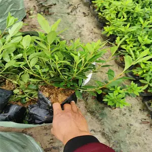 重庆彭水杜鹃杯苗基地质地优良