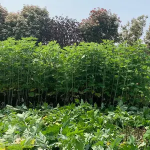 艾草种植 艾叶种子 艾苗出售
