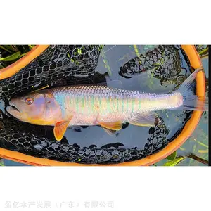 �����������糡���� ���������������� �����ȫ