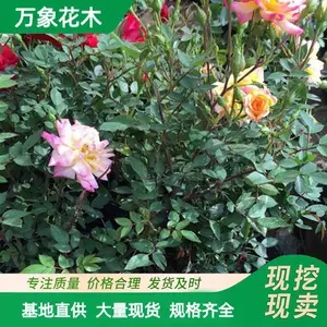 基地品种月季 当年开花安吉拉 红双喜 大花 花镜花坛攀援植物