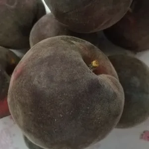 供应桃树新品种_黑桃_黑桃子品种介绍
