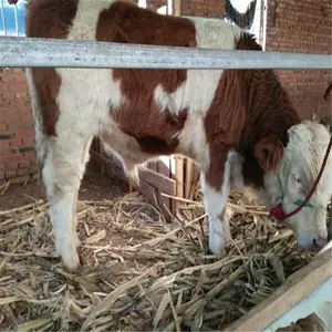 ��ţ���Ӷ���Ǯһͷ ������ţ��ֳ���� ��ţ����ʵ������� 20ͷţţ�Ὠ��ͼ ��������ţ��۸�