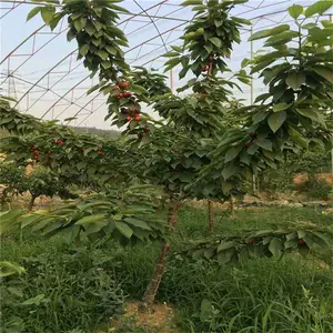 ɳ��ӣ���� ������ӣ���� ������Ϣ ˧������ �Ƽ�����
