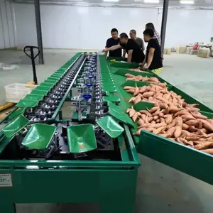专业红薯分拣机 专业为红薯分选大小的分级设备